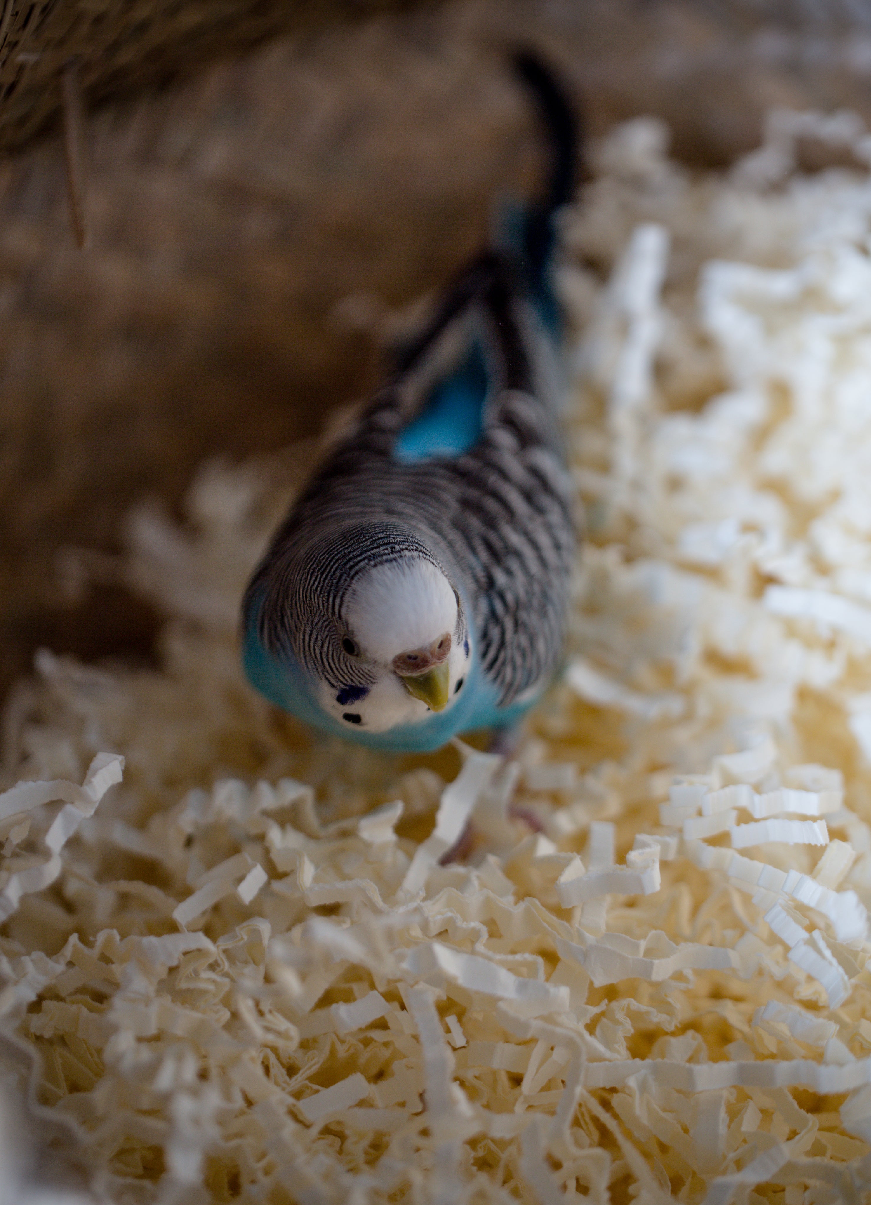 files/bird-relaxing-in-a-basket.jpg
