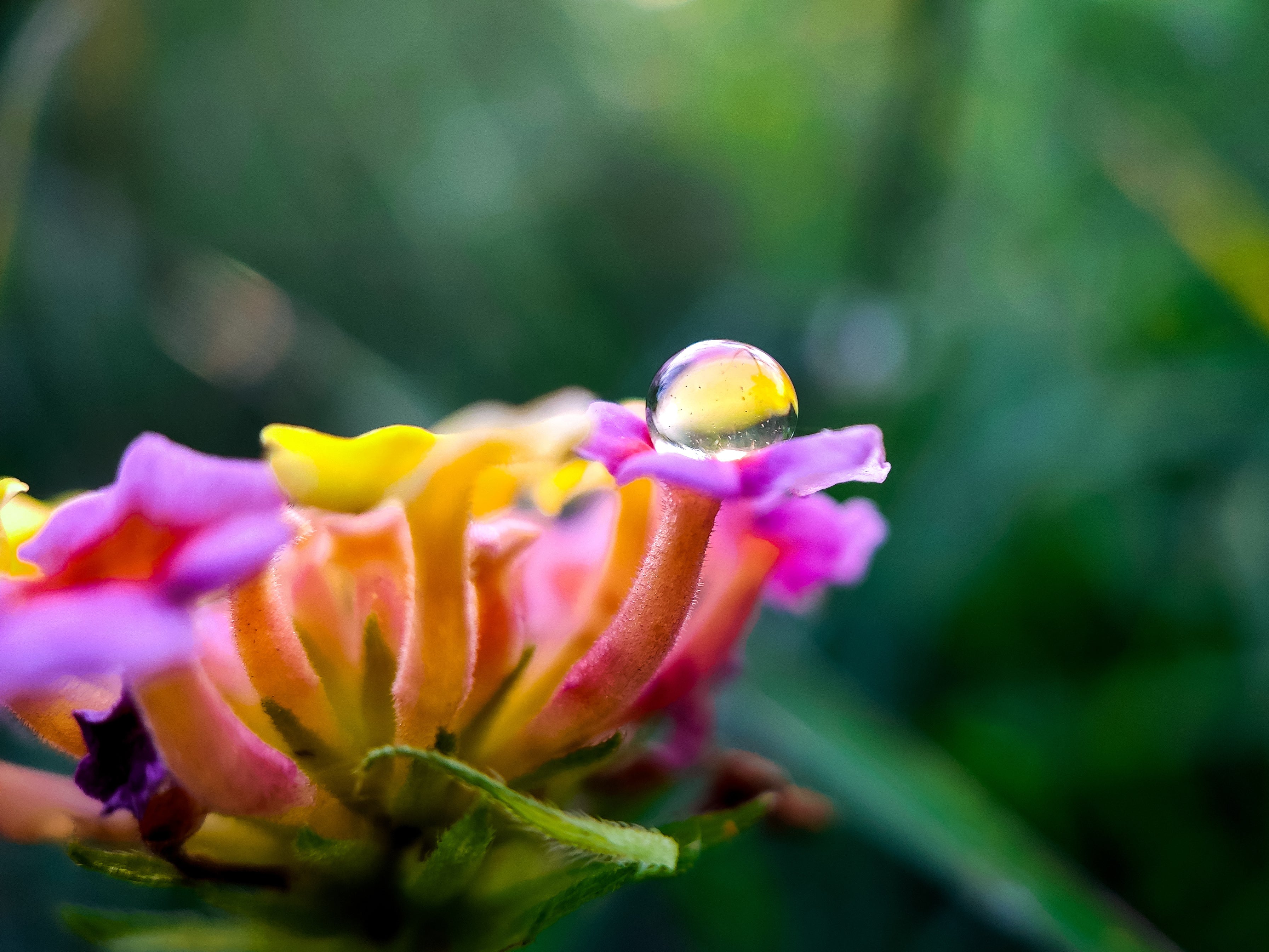 files/close-up-droplet-of-water-on-a-colorful-flower.jpg