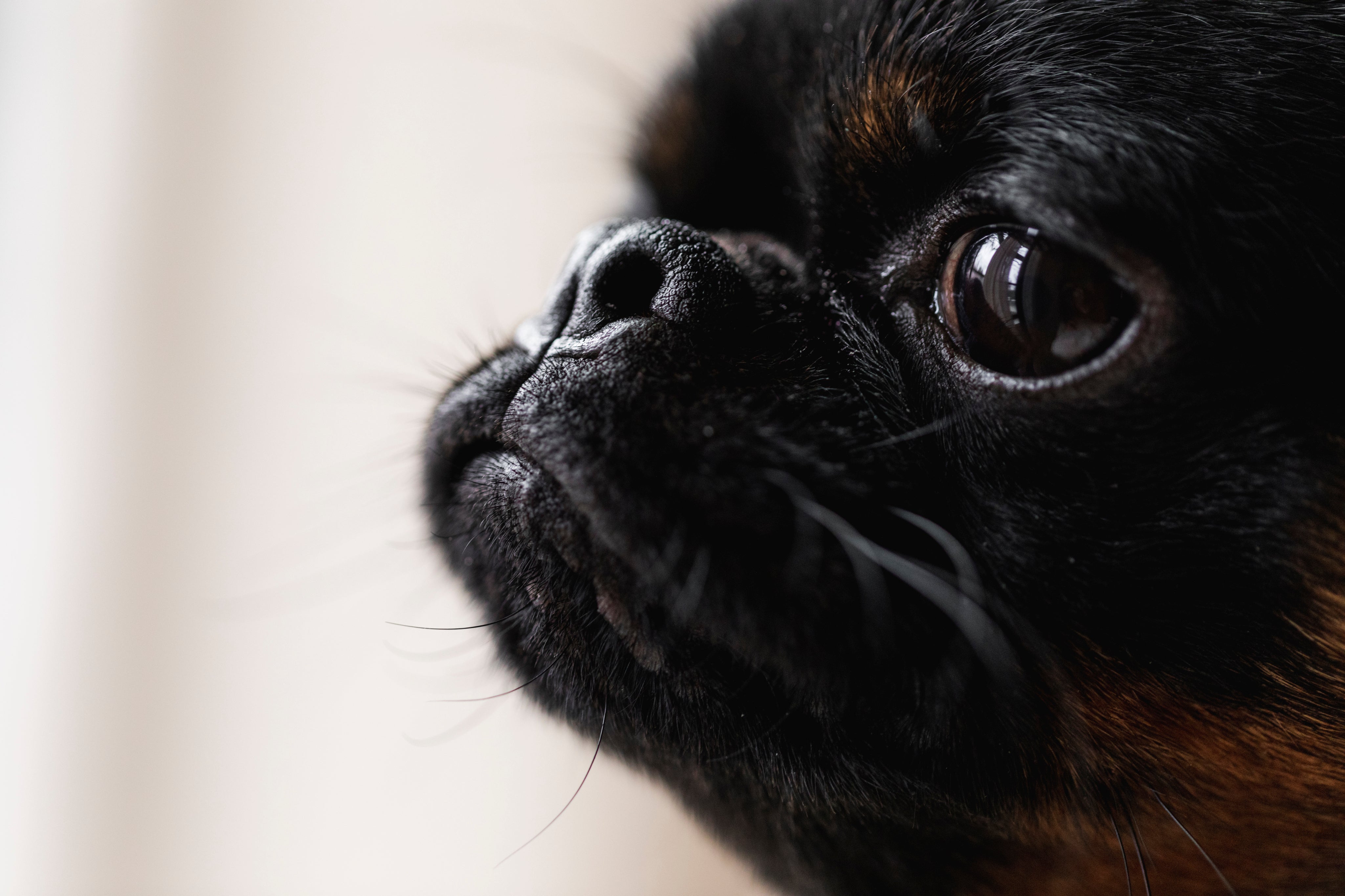 files/close-up-of-a-dogs-face-with-large-eyes.jpg