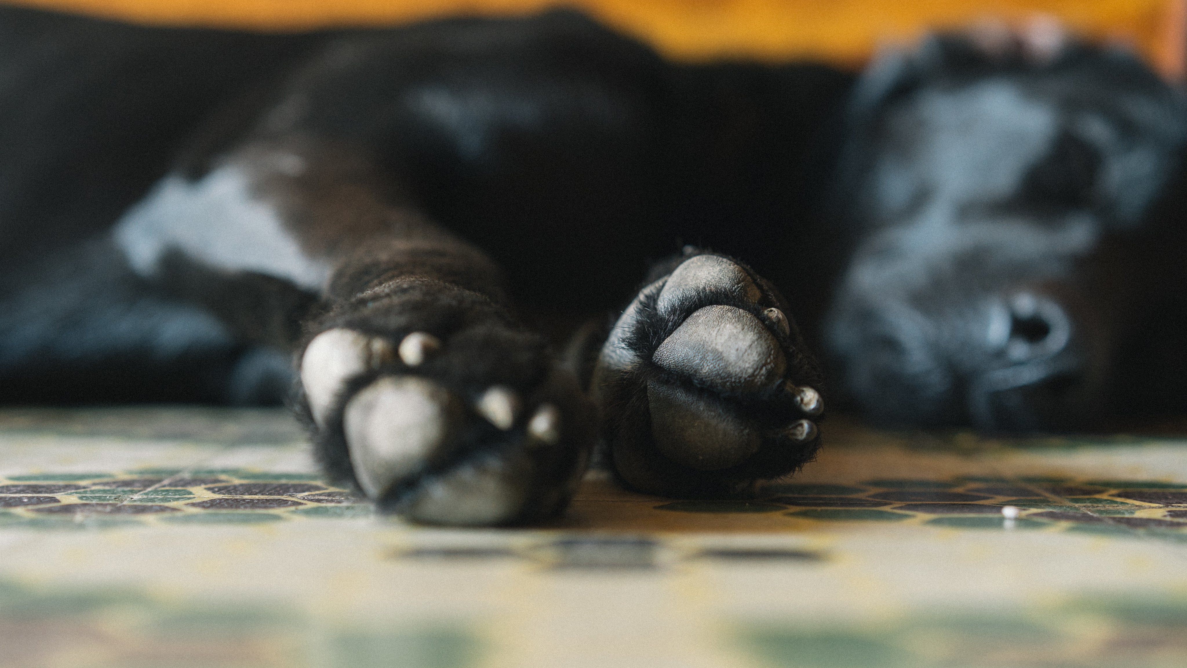 files/dog-paws.jpg