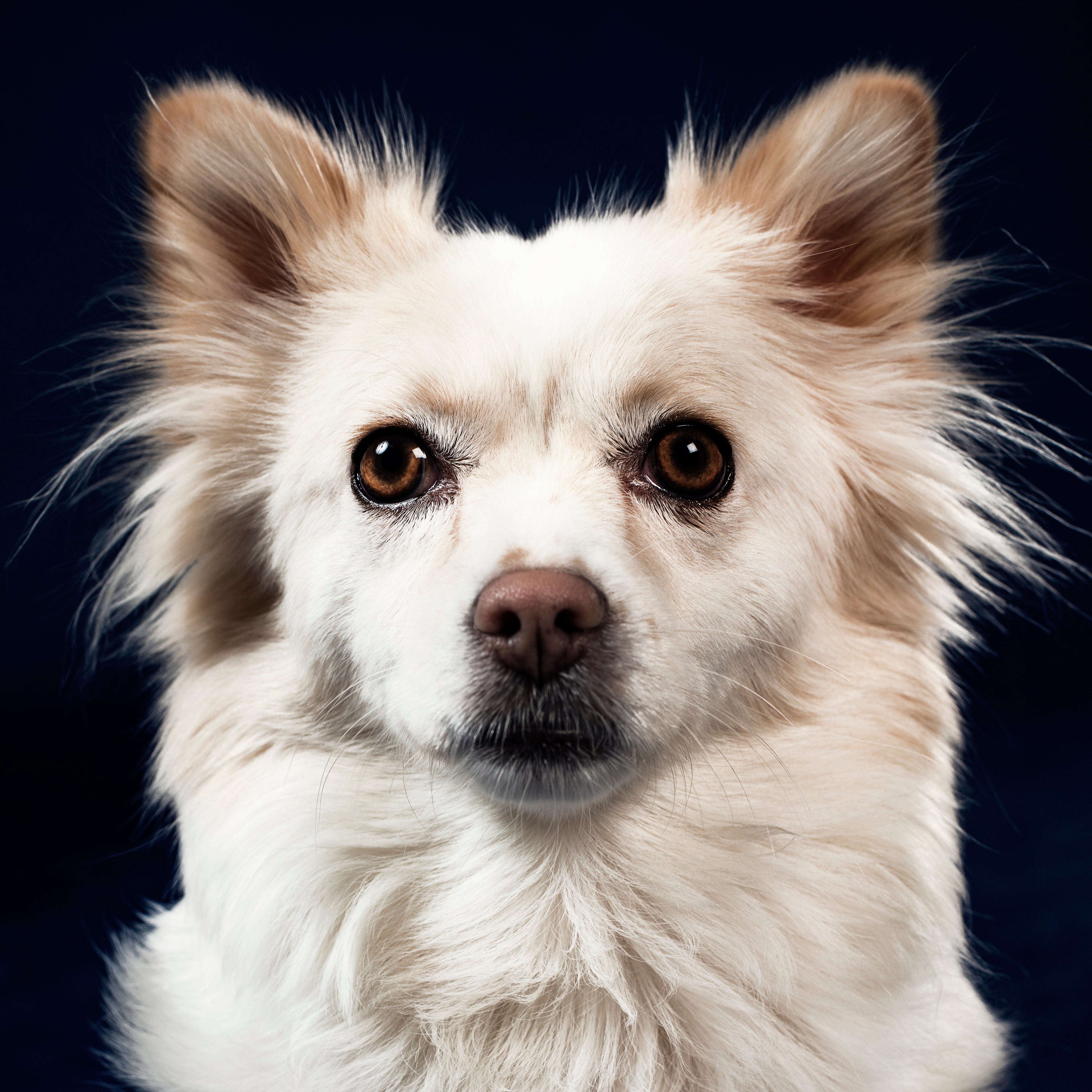 files/fluffy-dog-with-brown-eyes.jpg