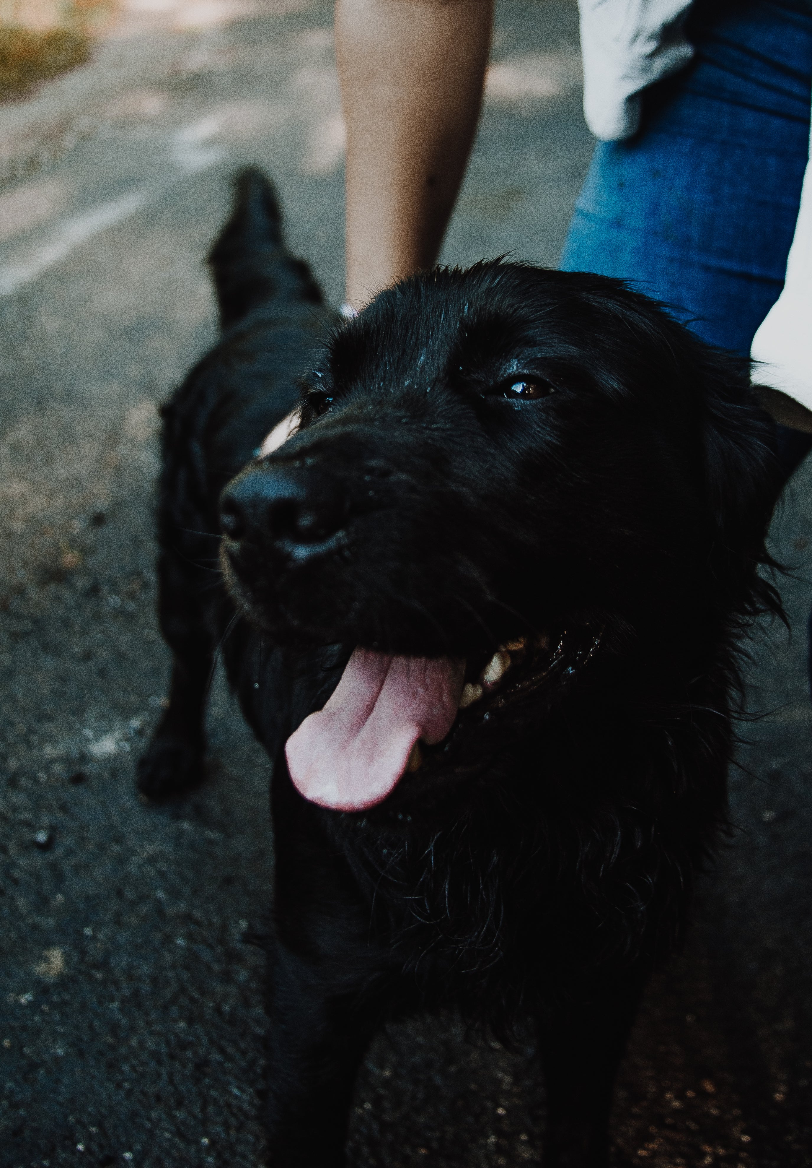 files/happy-dog-gets-pets.jpg