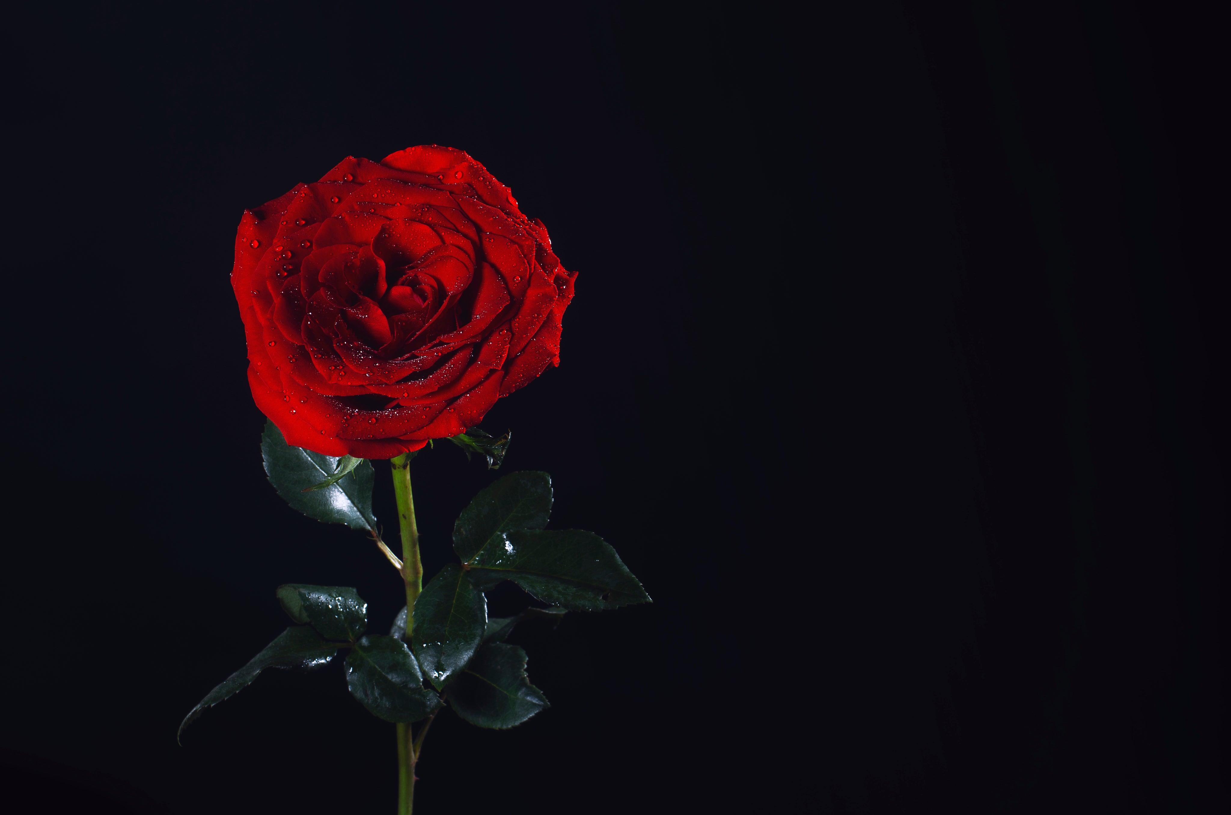 files/iconic-flower.jpg