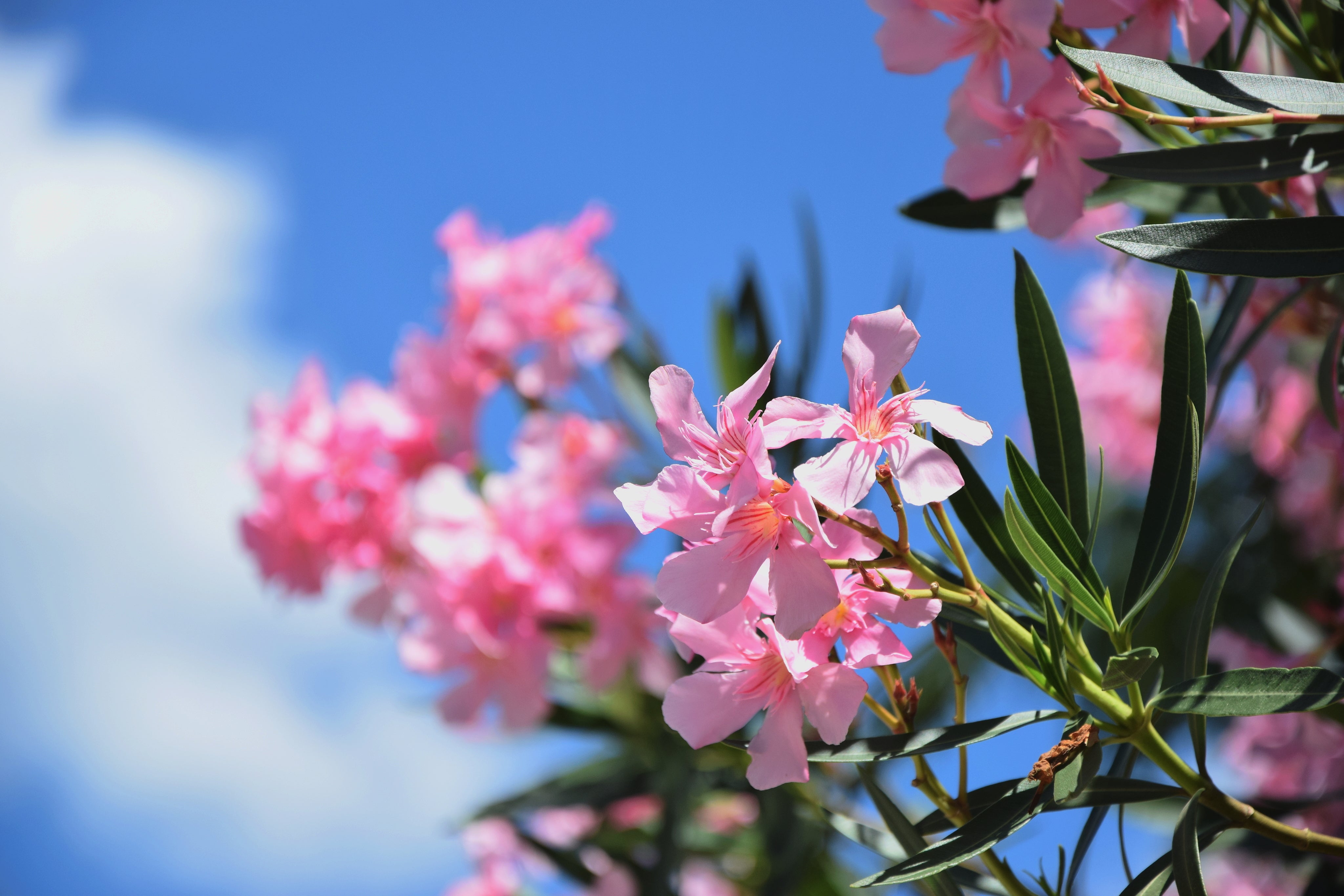 files/light-pink-blooming-flowers.jpg