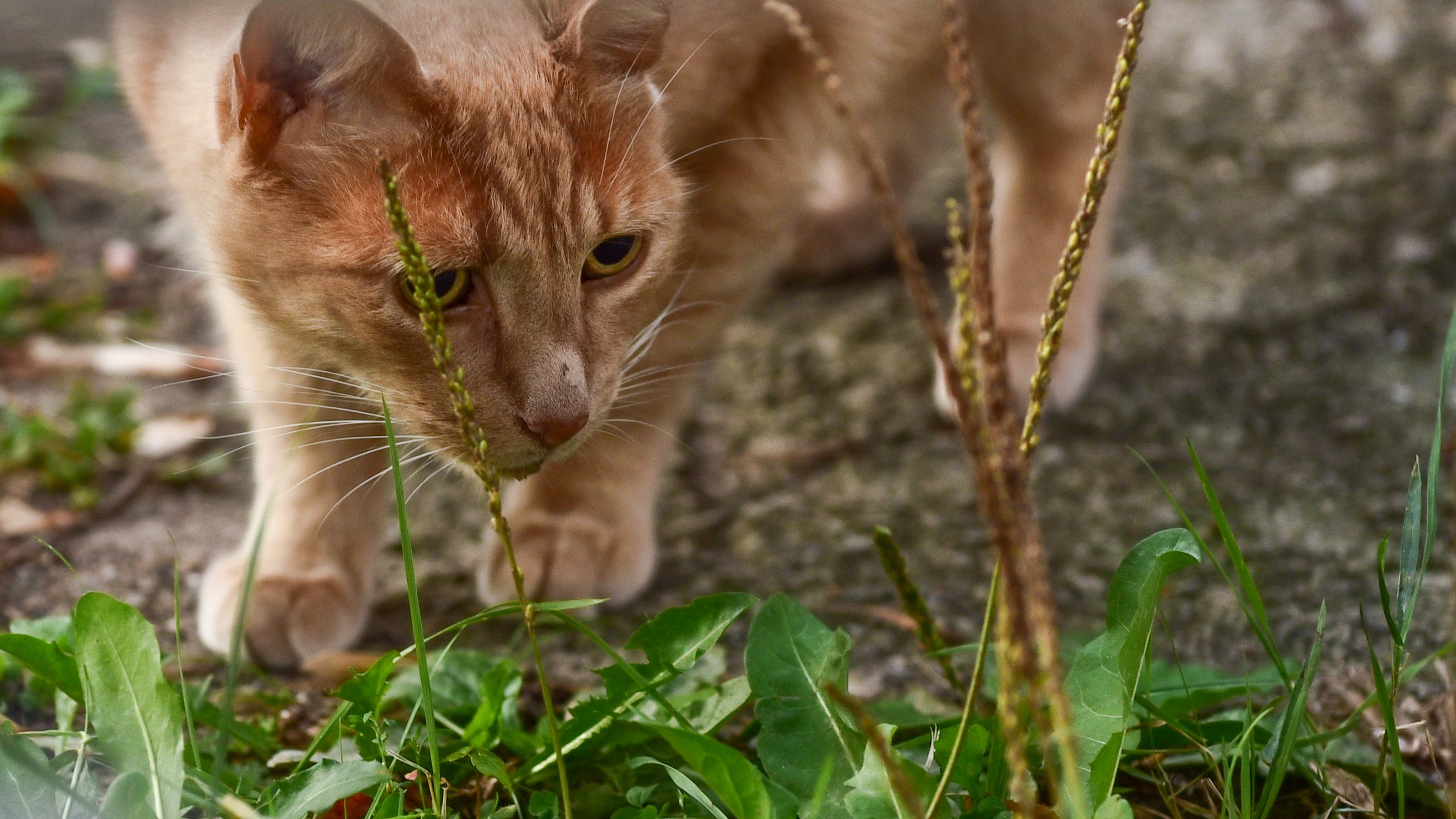 files/orange-tabby-cat-prowling-through-grass-and-plants.jpg