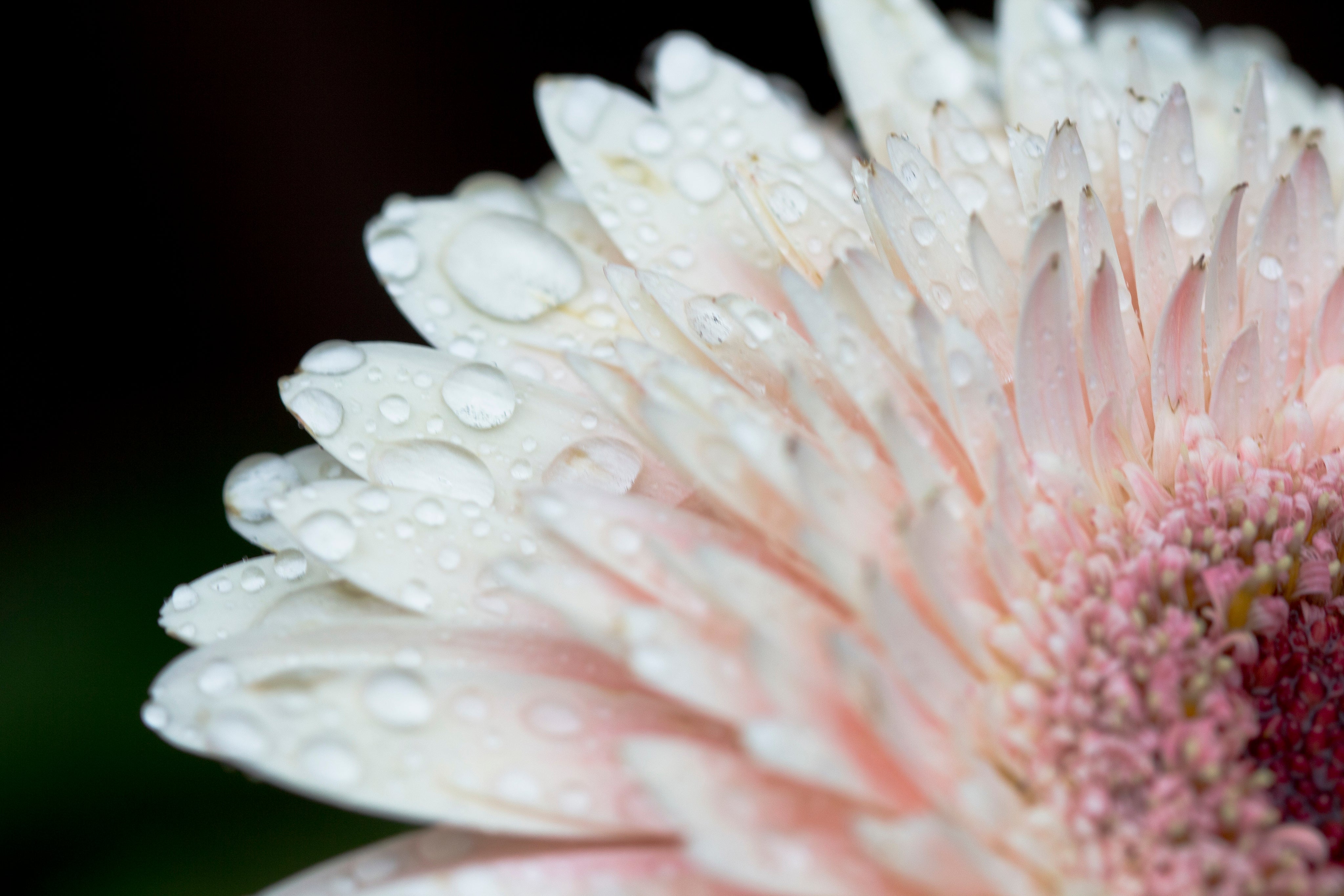files/pale-pink-flower-with-water-drops.jpg