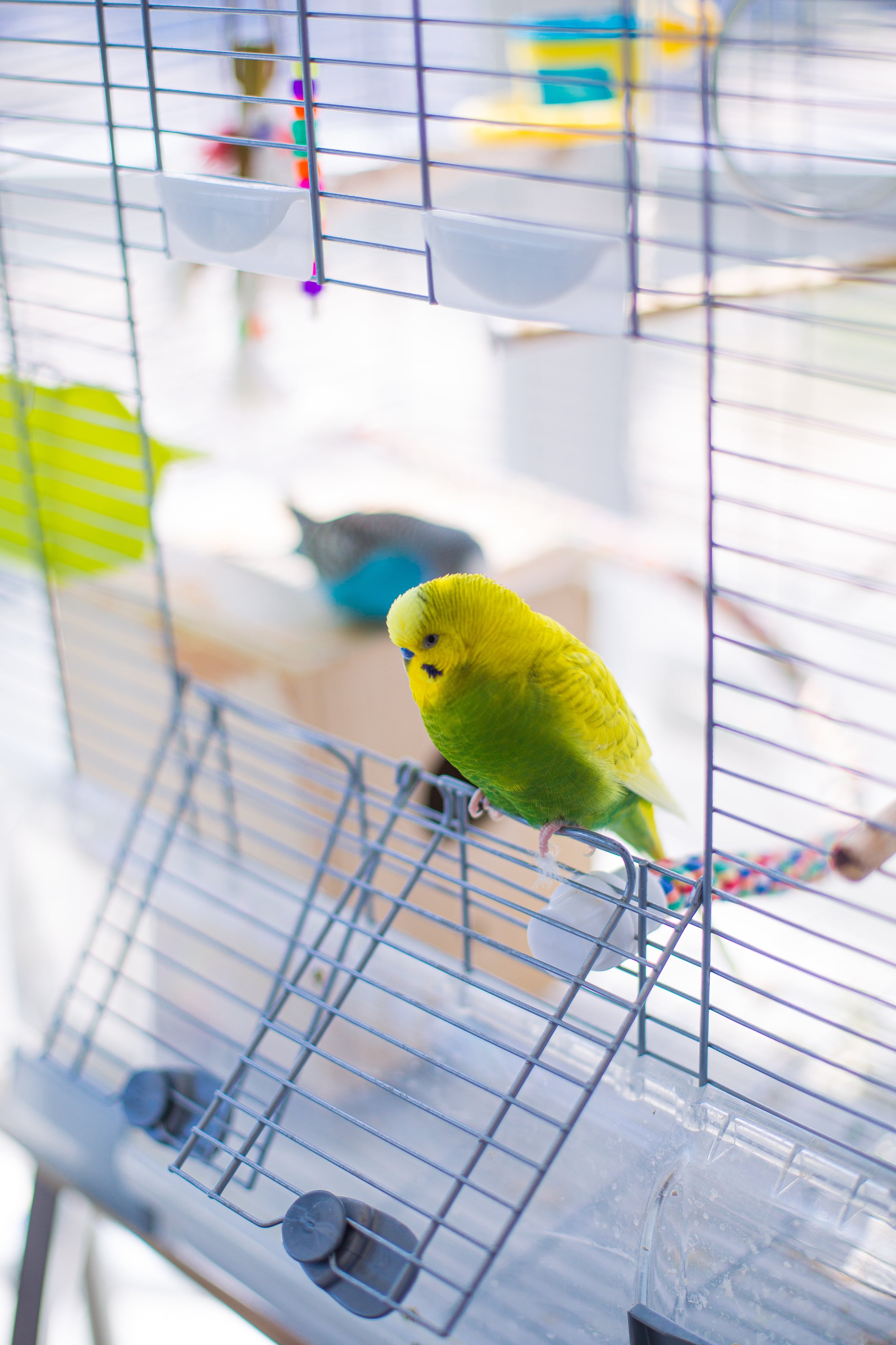 files/small-yellow-and-green-bird-sits-in-white-cage.jpg