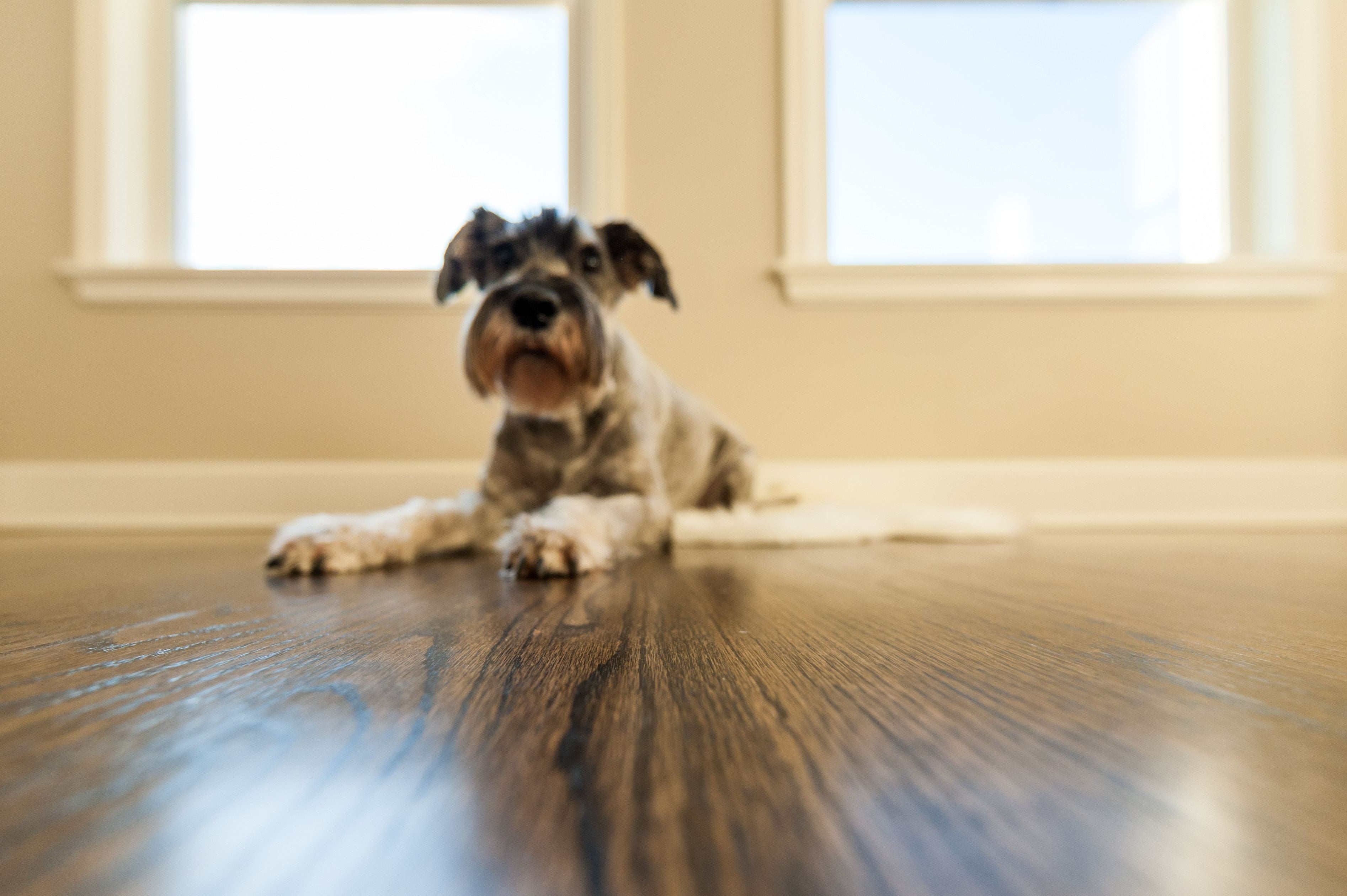 files/terrier-relaxes-by-window.jpg